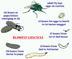 fly cycle bocek yasam dongusu
