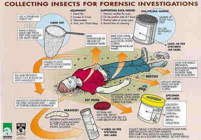 forensic boceklerin toplanmasi