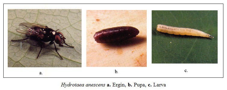 Boceklerde Pupa Tipleri Ve Pupa Doneminin Detaylari Adli Entomoloji