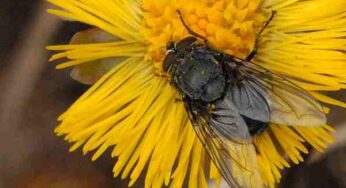 Adli Entomoloji ve çürüme aşamaları nelerdir?
