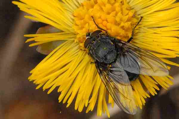 Calliphora.vicina