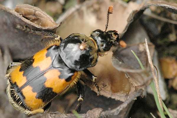 Nicrophorus vespillo, Adli Entomoloji