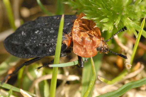 Oiceoptoma thoracicum, Adli Entomoloji