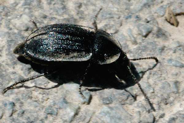 Phosphuga atrata, Adli Entomoloji