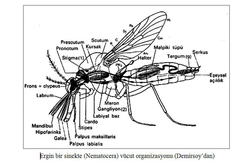 Diptera, Adli Entomoloji, Adli Böcekler
