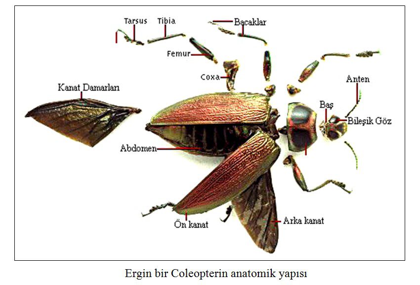 Coleoptera, Adli Entomoloji, Adli Böcekler