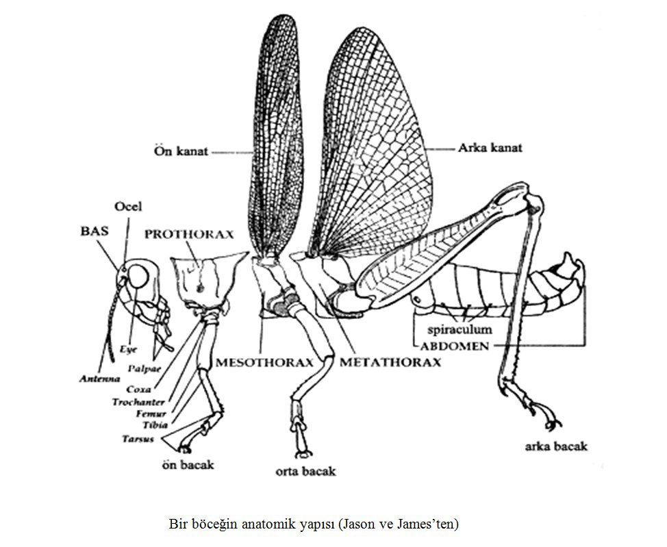 Böceklerin genel anatomik ve morfolojik özellikleri