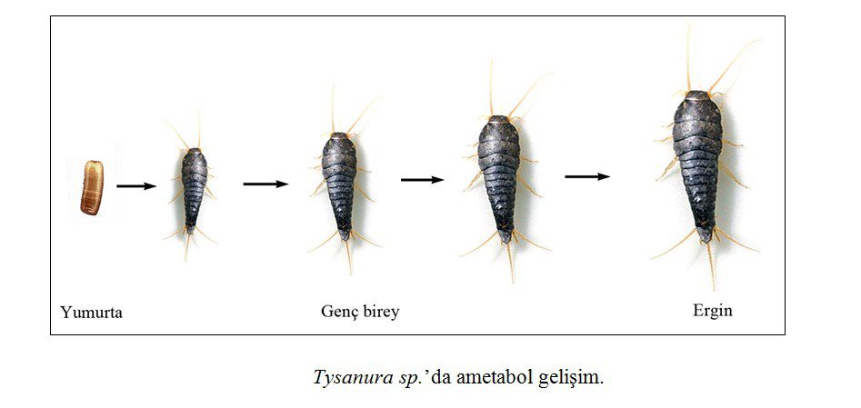Böceklerde genel olarak büyüme ve gelişme özellikleri