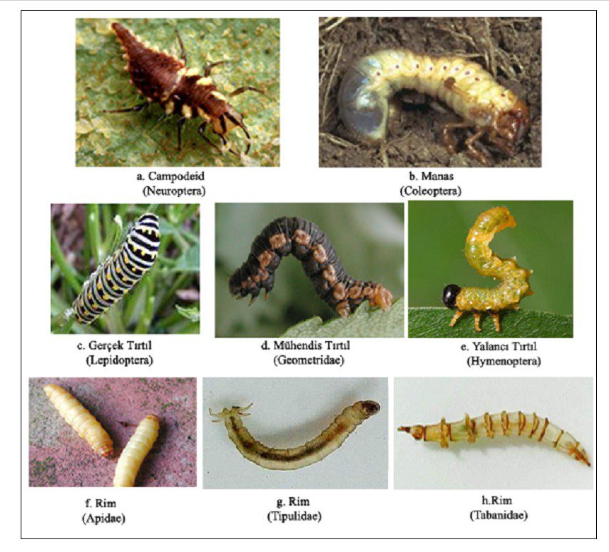 Böceklerde larva dönemleri ve larva tipleri