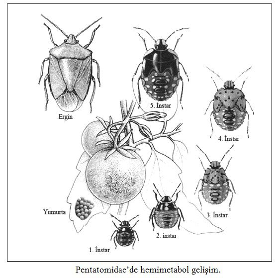 Pentatomidae’de hemimetabol gelişim