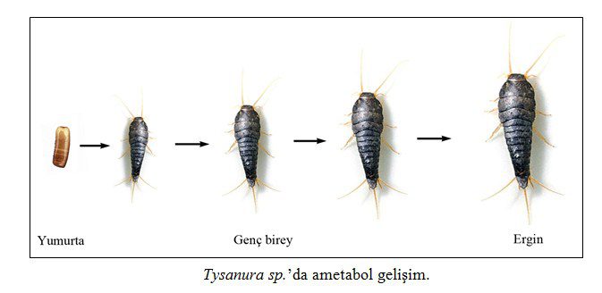 Tysanura sp.’da ametabol gelişim