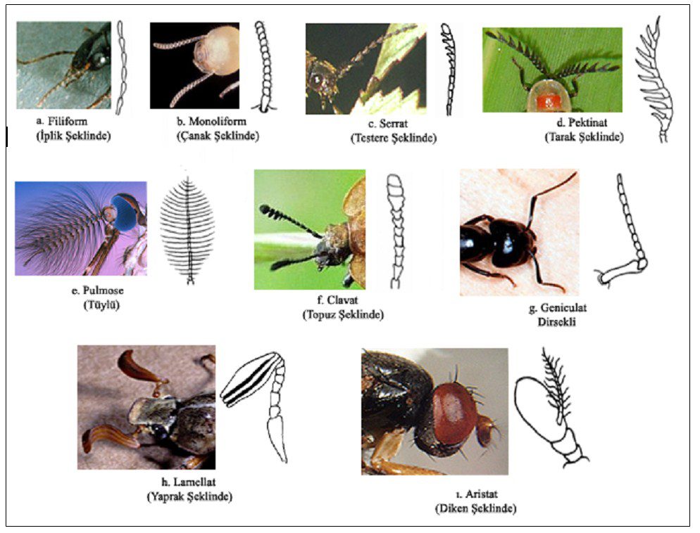 Farklı böcek gruplarında görülen anten tipleri