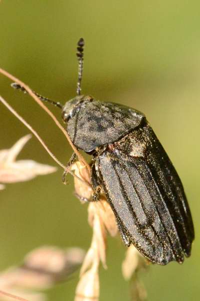 Thanatophilus sinuatus, Adli Entomoloji