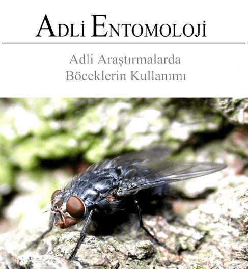 Adli Entomoloji, Adli Böcek Bilimi, Ölüm Zamanı, Alt Dalları