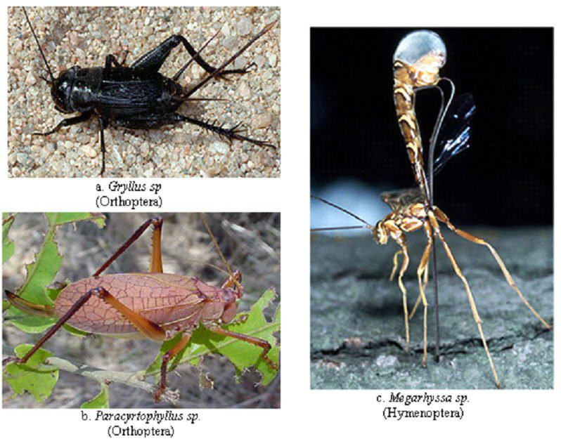 Bazı böcek gruplarında ovipozitor tipleri