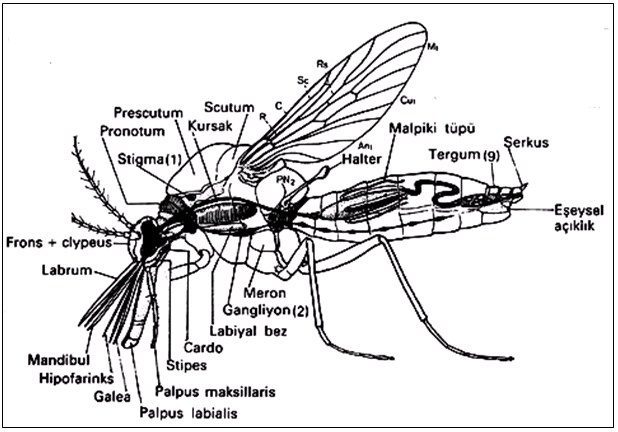 Ergin bir sinekte (Nematocera) vücut organizasyonu (Demirsoy’dan)