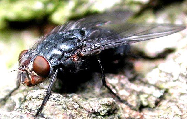 Calliphora vicina, ergin birey, vücut yapısı