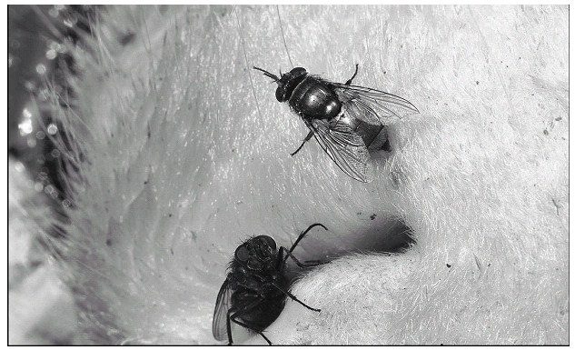 Calliphoridae erginleri koyunun burun boşluğunun içine ve etrafına yumurtlarken. (Hayvan öldükten 5 dakika sonra)