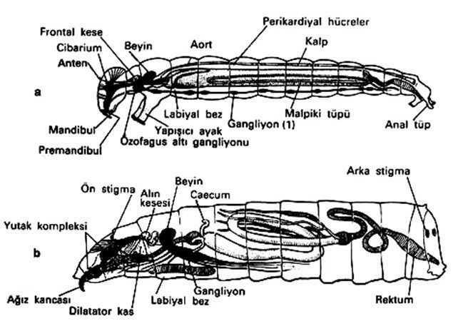 Sinek larvalarının organizasyonu, a. Nematocera, b. Brachycera (Demirsoy’dan)