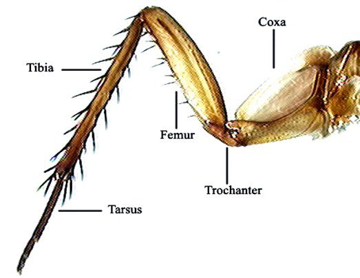 Böceklerde ayak yapısı, anatomisi, çeşitleri ve özellikleri