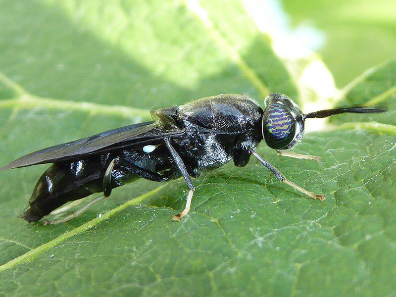 Black Soldier Fly - Siyah Asker Sineği