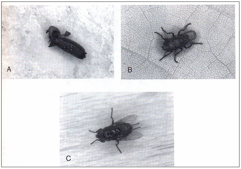 Şekil - Calliphora macellaria a. Boş Pupa kılıfı, b. Pupadan yeni çıkmış ergin, 