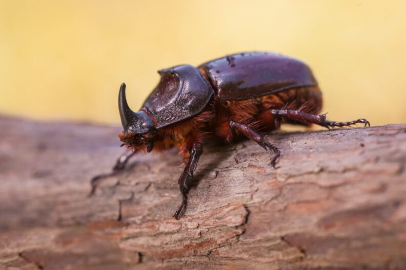 Coleoptera türlerinin laboratuvarda yetiştirilmesi